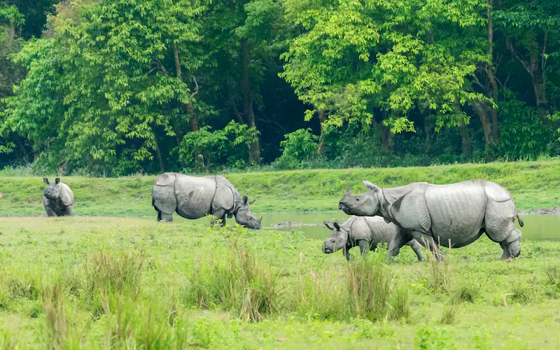 Assam Higher Secondary Council, CC BY-SA 4.0 , via Wikimedia Commons - Best Wildlife Experiences