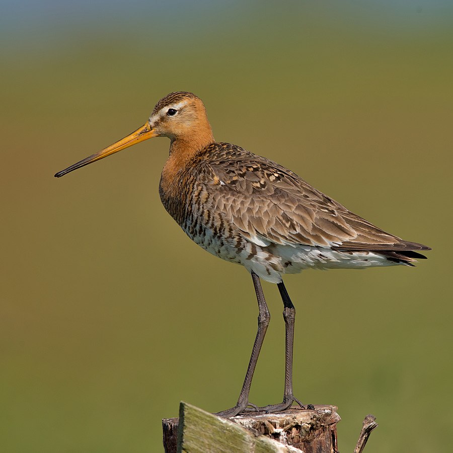 Andreas Trepte, CC BY-SA 2.5 <https://creativecommons.org/licenses/by-sa/2.5>, via Wikimedia Commons - Migratory Birds