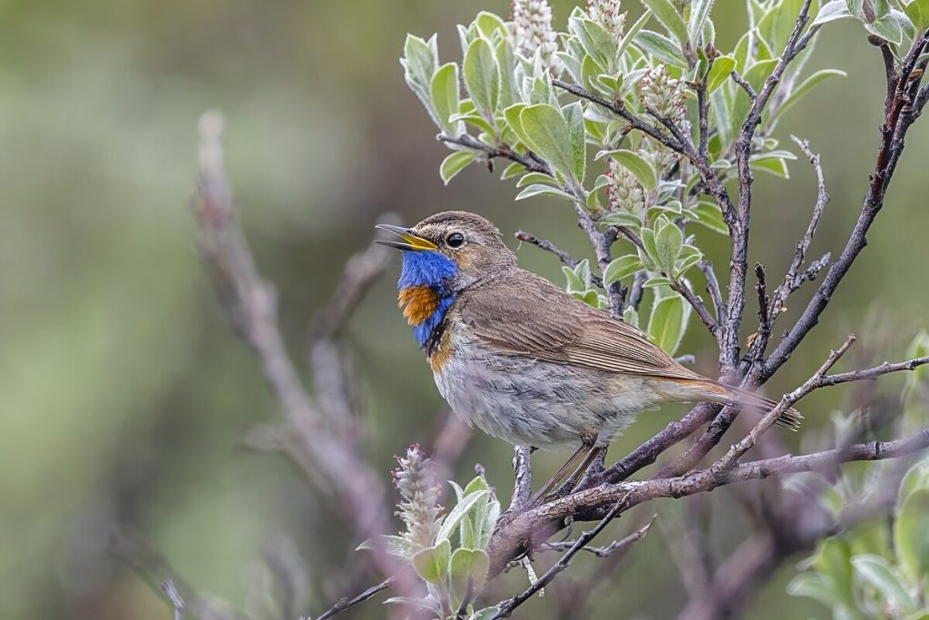 Charles J. Sharp, CC BY-SA 4.0 <https://creativecommons.org/licenses/by-sa/4.0>, via Wikimedia Commons - Migratory Birds