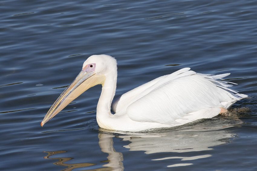 Zeynel Cebeci, CC BY-SA 4.0 , via Wikimedia Commons - Migratory Birds